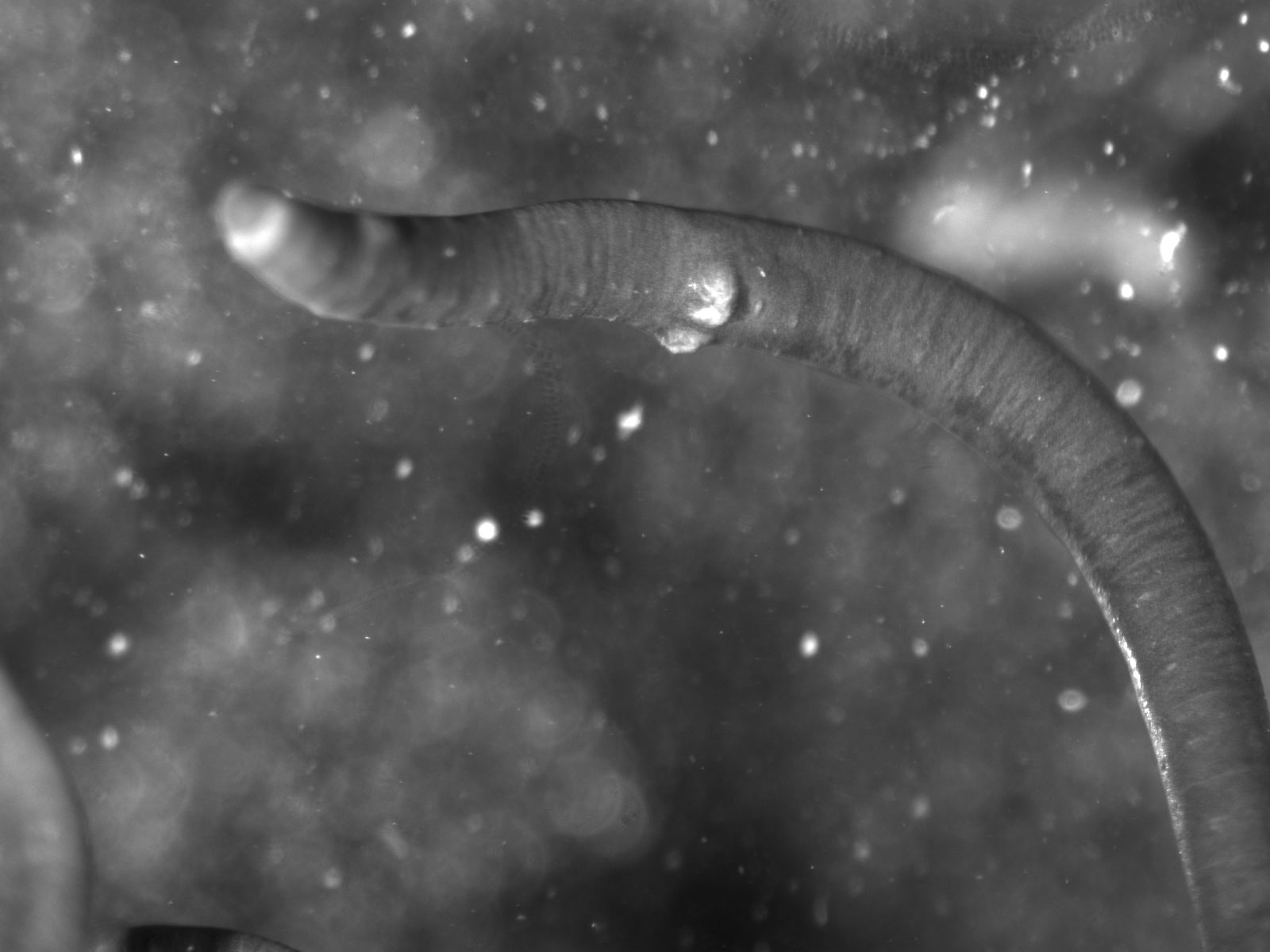 Ice Worms North Cascade Glacier Climate Project