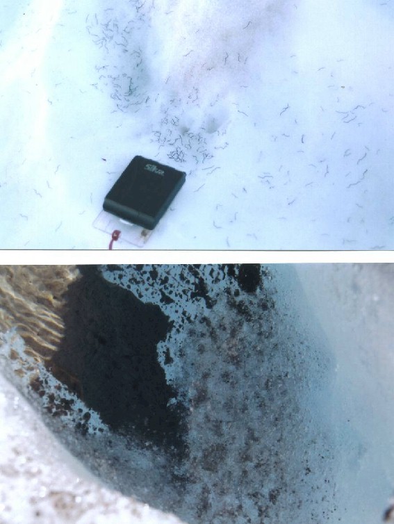 Ice Worms North Cascade Glacier Climate Project